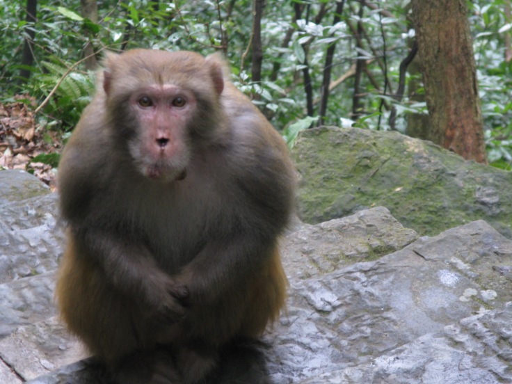 zhangjiajie monkey.JPG
